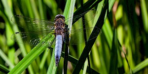 Blaufpeil Libelle