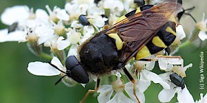 Chamäloenfliege Waffenfliege