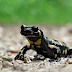 Bild zum Blogbeitrag 'Was macht eigentlich der Feuersalamander übers Jahr?'